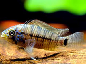 Apistogramma caetei