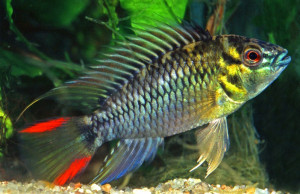 Apistogramma hoignei