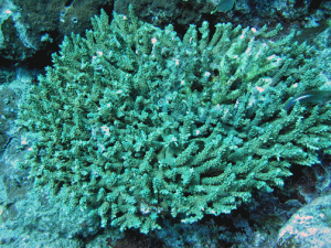 Acropora divaricata