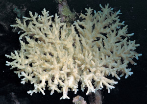 Acropora caroliniana