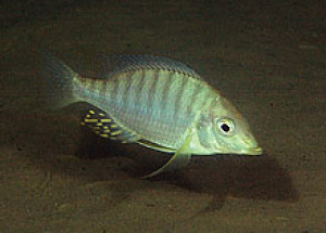 lethrinops altus