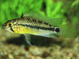 Apistogramma acrensis