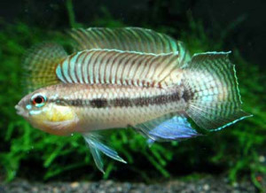 Apistogramma uaupesi