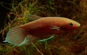 Betta akarensis