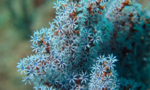 Acalycigorgia sp blue sea fan