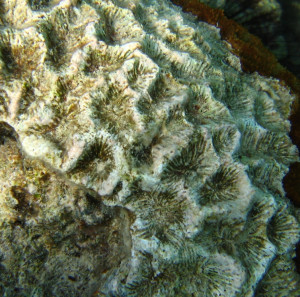 Acanthastrea ishigakiensis