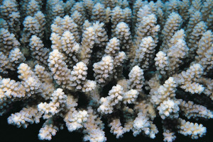 Acropora macrostoma