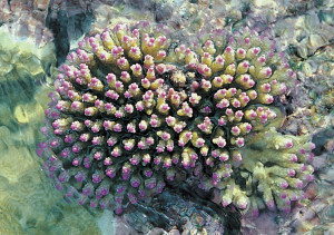 Acropora nana