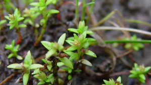 Crassula aquatica