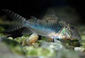 Corydoras aurofrenatus