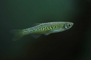 Danio aesculapii