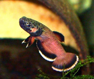 Betta albimarginata