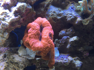 Acanthastrea bowerbanki