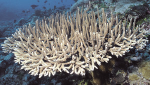 Acropora valenciennesi