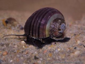 Afropomus balanoidea