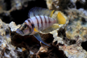 Altolamprologus compressiceps