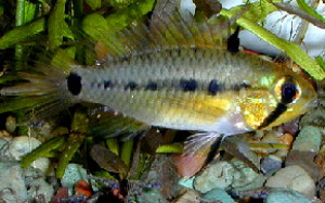 Apistogramma resticulosa