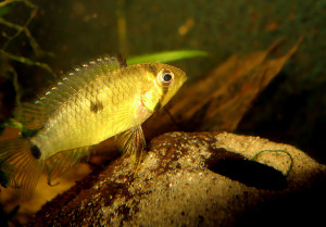 Apistogramma rupununi