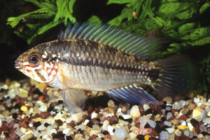 Apistogramma taeniata