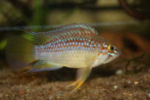 Apistogramma wapisana