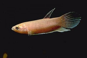 Betta anabatoides