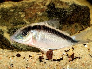 Corydoras arcuatus