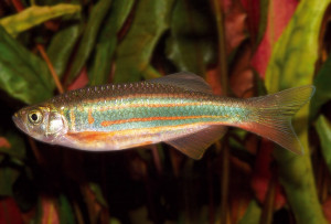 Devario assamensis