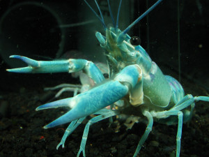 Cherax albertisii