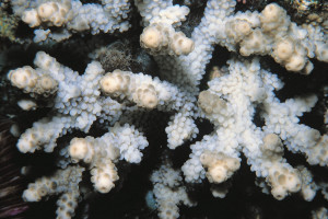 Acropora brueggemanni