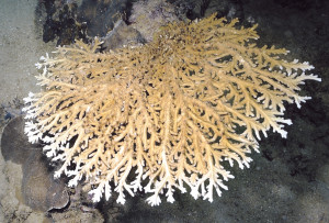 Acropora elegans