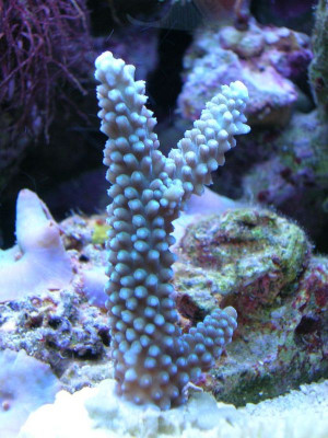 Acropora loisetteae