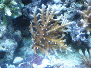 Acropora pichoni