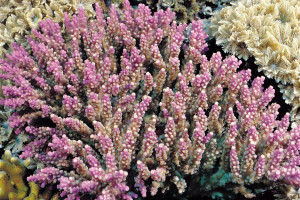 Acropora valida