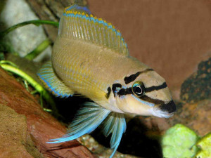 Chalinochromis brichardi