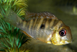 Gymnogeophagus balzanii