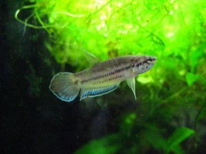 Betta falx