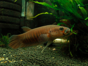 Betta patoti