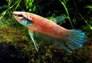 Betta pulchra