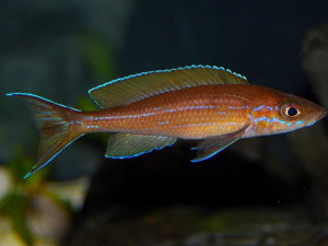 Paracyprichromis brieni