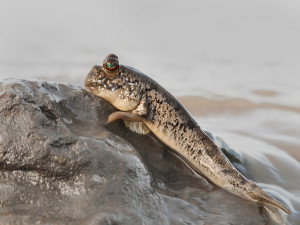 Periophthalmus barbarus