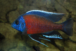 Copadichromis borleyi