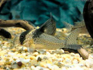 Corydoras brevirostris