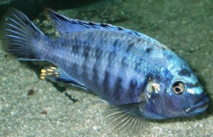 Melanochromis brevis