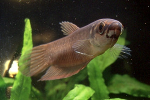 Poisson betta splendens (combattant du siam) : fiche complète