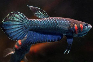 Betta foerschi