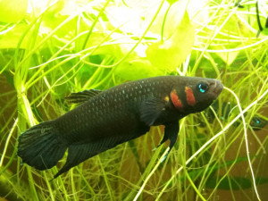 Betta strohi