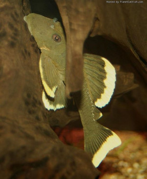 Baryancistrus chrysolomus