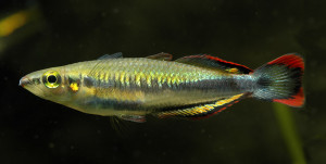 Bedotia madagascariensis