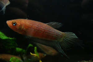 Betta bellica