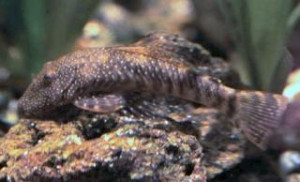 Chaetostoma brevilabiatum